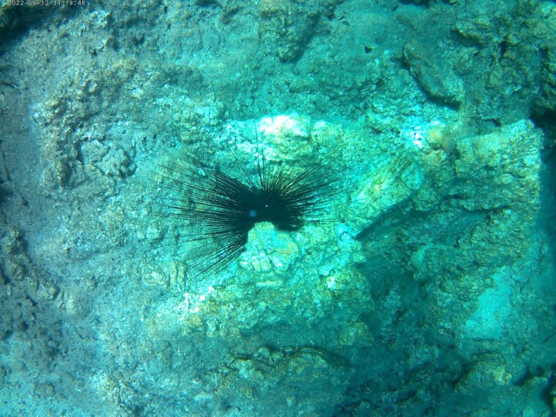 Sualtı / Dalış — Kare 02