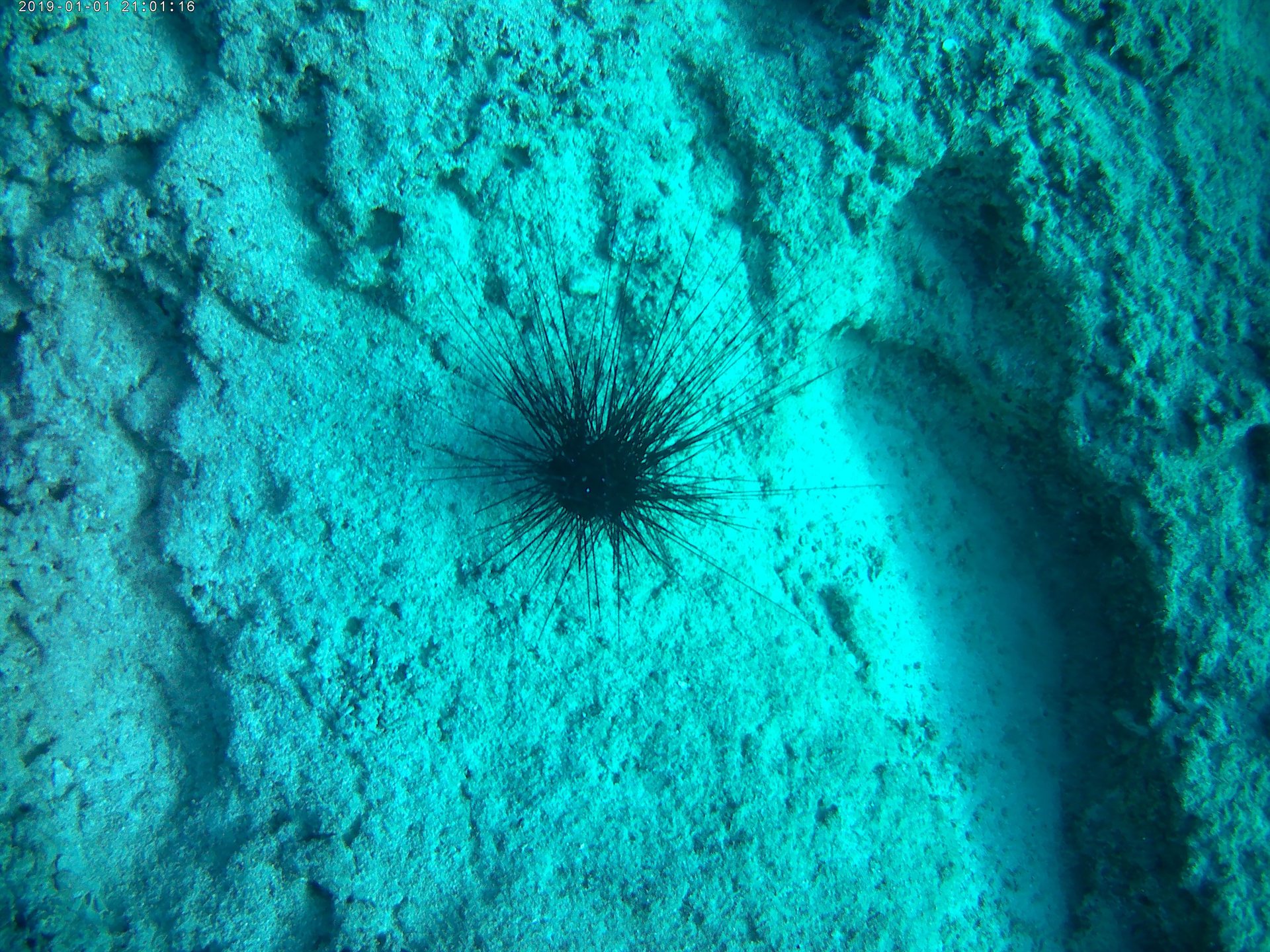 Sualtı / Dalış — Kare 04
