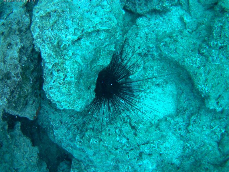 Sualtı / Dalış — Kare 05